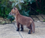 Garden Fox Watch