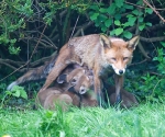 Garden Fox Watch