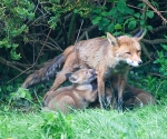 Garden Fox Watch