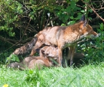 Garden Fox Watch