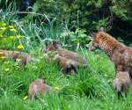 Garden Fox Watch