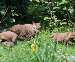 Garden Fox Watch