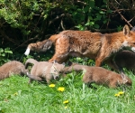 Garden Fox Watch