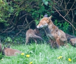 Garden Fox Watch