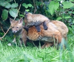 Garden Fox Watch