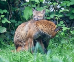 Garden Fox Watch