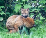 Garden Fox Watch