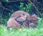 Garden Fox Watch