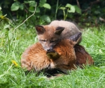 Garden Fox Watch