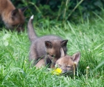 Garden Fox Watch