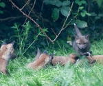 Garden Fox Watch