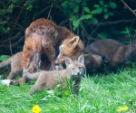 Garden Fox Watch