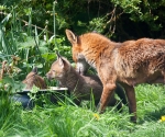 Garden Fox Watch