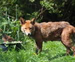 Garden Fox Watch