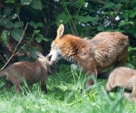 Garden Fox Watch