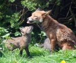 Garden Fox Watch