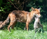 Garden Fox Watch