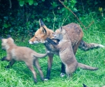 Garden Fox Watch