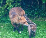 Garden Fox Watch