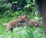 Garden Fox Watch