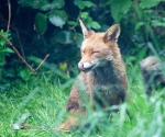 Garden Fox Watch