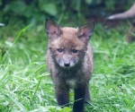 Garden Fox Watch