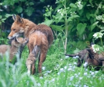 Garden Fox Watch