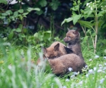 Garden Fox Watch