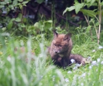 Garden Fox Watch