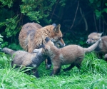 Garden Fox Watch