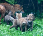 Garden Fox Watch