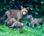 Garden Fox Watch