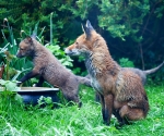 Garden Fox Watch