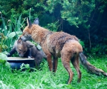 Garden Fox Watch