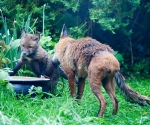 Garden Fox Watch