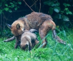 Garden Fox Watch