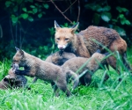 Garden Fox Watch