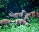 Garden Fox Watch