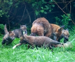 Garden Fox Watch