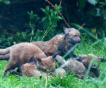 Garden Fox Watch