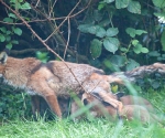 Garden Fox Watch