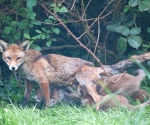 Garden Fox Watch