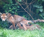 Garden Fox Watch