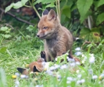 Garden Fox Watch