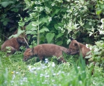 Garden Fox Watch