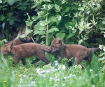 Garden Fox Watch