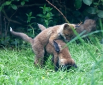 Garden Fox Watch