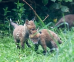 Garden Fox Watch