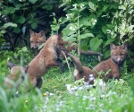 Garden Fox Watch