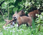 Garden Fox Watch